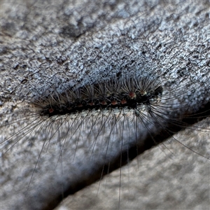 Anestia (genus) at Fairfield, VIC - 13 Jun 2025 11:51 AM