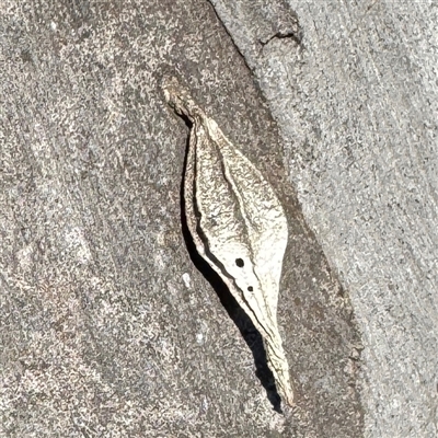Hyalarcta nigrescens (Ribbed Case Moth) at Fairfield, VIC - 13 Jun 2025 by Hejor1