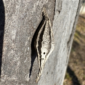Hyalarcta nigrescens at Fairfield, VIC - 13 Jun 2025 11:49 AM