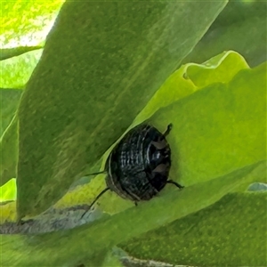 Ellipsidion australe at Fairfield, VIC - 13 Jun 2025 11:47 AM
