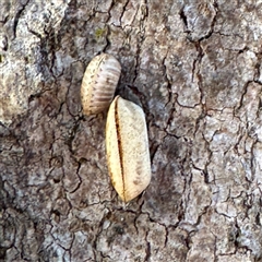 Blattidae sp. (family) (Unidentified blattid cockroach) at Fairfield, VIC - Yesterday by Hejor1