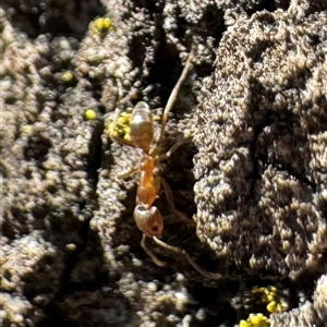 Iridomyrmex sp. (genus) at Fairfield, VIC - Yesterday by Hejor1