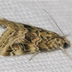 Hellula undalis (Cabbage Webworm) at Fairymead, QLD - 17 Oct 2008 by PJH123