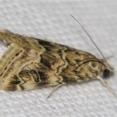 Hellula undalis (Cabbage Webworm) at Fairymead, QLD - 17 Oct 2008 by PJH123