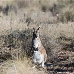 Notamacropus rufogriseus (Red-necked Wallaby) at Forde, ACT - 13 Jun 2025 by HappyWanderer