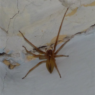 Cheiracanthium sp. (genus) (Unidentified Slender Sac Spider) at Mount Stuart, TAS - 13 Jun 2025 by VanessaC
