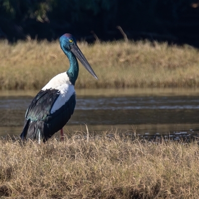 Ephippiorhynchus asiaticus (Black-necked Stork) at Lake Cathie, NSW - Yesterday by rawshorty