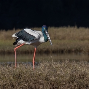 Ephippiorhynchus asiaticus at Lake Cathie, NSW - suppressed