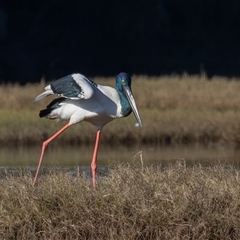 Ephippiorhynchus asiaticus at Lake Cathie, NSW - suppressed