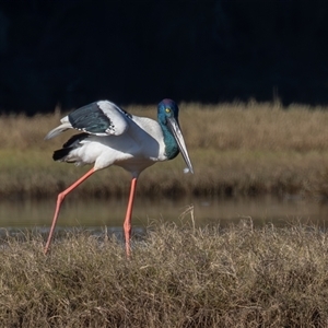 Ephippiorhynchus asiaticus at Lake Cathie, NSW - suppressed
