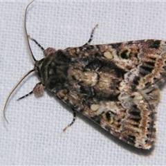 Spodoptera umbraculata (A Noctuid moth (Acronictinae)) at Fairymead, QLD - 17 Oct 2008 by PJH123