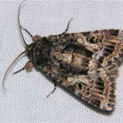 Spodoptera umbraculata (A Noctuid moth (Acronictinae)) at Fairymead, QLD - 17 Oct 2008 by PJH123