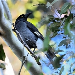 Strepera graculina (Pied Currawong) at Bargo, NSW - 10 Jun 2025 by Freebird