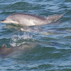 Tursiops truncatus (Bottlenose Dolphin) at Port Macquarie, NSW - 12 Jun 2025 by rawshorty