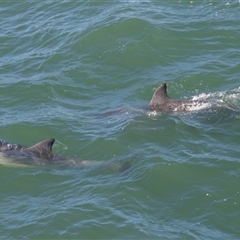 Tursiops truncatus at Port Macquarie, NSW - 12 Jun 2025 01:57 PM