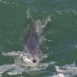 Tursiops truncatus at Port Macquarie, NSW - 12 Jun 2025 01:57 PM