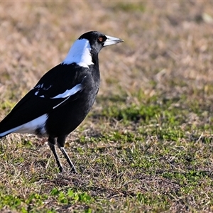 Gymnorhina tibicen (Australian Magpie) at Bargo, NSW - 10 Jun 2025 by Freebird