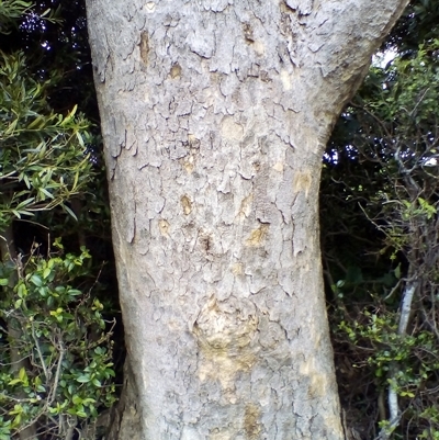 Litsea reticulata (Bolly Gum) at Jamberoo, NSW - 5 Dec 2020 by JasonPStewartNMsnc2016