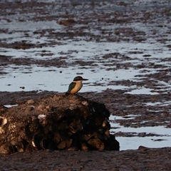 Todiramphus sanctus (Sacred Kingfisher) at Cairns City, QLD - 12 Jun 2025 by Rixon