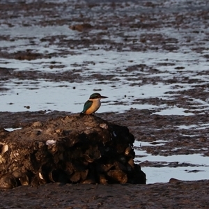 Todiramphus sanctus (Sacred Kingfisher) at Cairns City, QLD - 12 Jun 2025 by Rixon