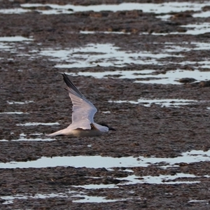Thalasseus bergii at Cairns City, QLD - 12 Jun 2025 by Rixon