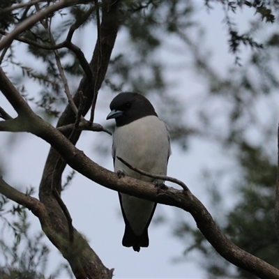 Artamus leucorynchus (White-breasted Woodswallow) at Cairns North, QLD - 12 Jun 2025 by Rixon
