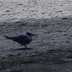 Thalasseus bergii at Cairns City, QLD - 13 Jun 2025 09:18 AM