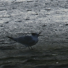 Thalasseus bergii at Cairns City, QLD - 13 Jun 2025 09:18 AM