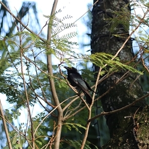Dicrurus bracteatus (Spangled Drongo) at Cairns City, QLD - 13 Jun 2025 by Rixon