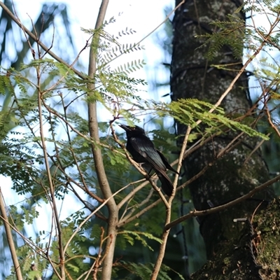 Dicrurus bracteatus (Spangled Drongo) at Cairns City, QLD - 13 Jun 2025 by Rixon