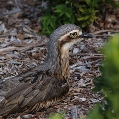 Burhinus grallarius (Bush Stone-curlew) at Cairns City, QLD - 12 Jun 2025 by Rixon