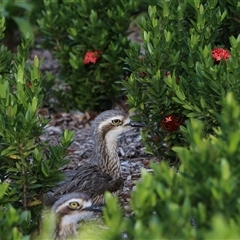 Burhinus grallarius at Cairns City, QLD - 12 Jun 2025 05:54 PM