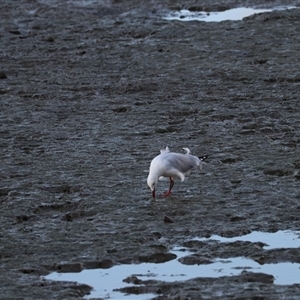 Chroicocephalus novaehollandiae at Cairns City, QLD - 12 Jun 2025 by Rixon