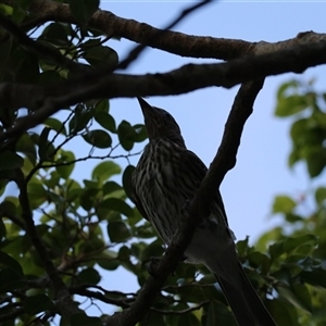 Sphecotheres vieilloti (Australasian Figbird) at Cairns City, QLD - 12 Jun 2025 by Rixon
