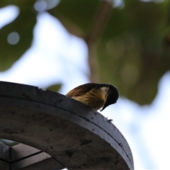 Gavicalis versicolor (Varied Honeyeater) at Cairns City, QLD - 12 Jun 2025 by Rixon