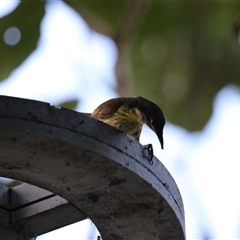 Gavicalis versicolor at Cairns City, QLD - 12 Jun 2025 06:25 PM