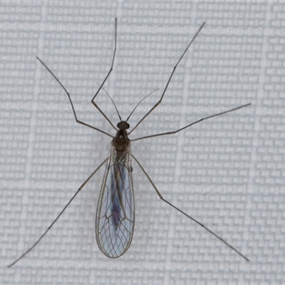 Unverified Crane fly, midge, mosquito or gnat (several families) at Melba, ACT - 10 Jun 2025 by kasiaaus