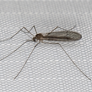 Limoniidae (family) at Melba, ACT - 10 Jun 2025 12:32 AM