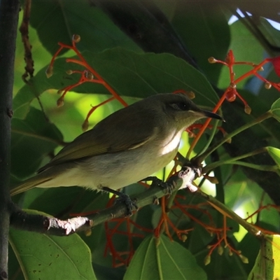 Lichmera indistincta (Brown Honeyeater) at Edge Hill, QLD - 13 Jun 2025 by Rixon