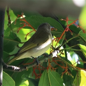 Lichmera indistincta at Edge Hill, QLD - 13 Jun 2025 05:24 PM
