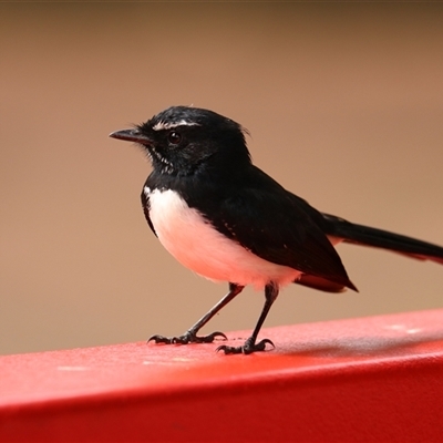 Rhipidura leucophrys (Willie Wagtail) at Edge Hill, QLD - 13 Jun 2025 by Rixon