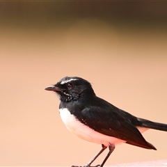 Rhipidura leucophrys at Edge Hill, QLD - 13 Jun 2025 01:35 PM