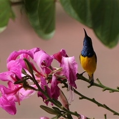 Cinnyris frenatus (Sahul Sunbird) at Edge Hill, QLD - 13 Jun 2025 by Rixon