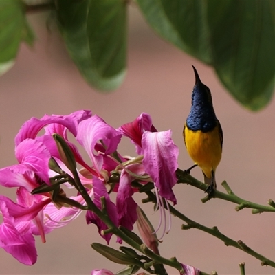 Cinnyris frenatus (Sahul Sunbird) at Edge Hill, QLD - 13 Jun 2025 by Rixon