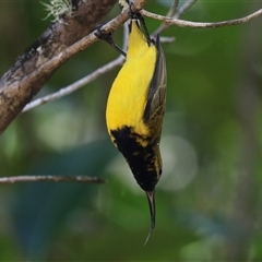 Cinnyris frenatus (Sahul Sunbird) at Edge Hill, QLD - 13 Jun 2025 by Rixon