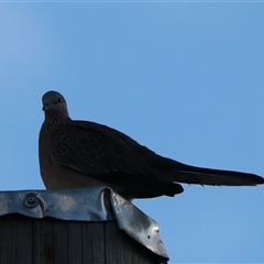 Spilopelia chinensis (Spotted Dove) at Cairns City, QLD - 12 Jun 2025 by Rixon