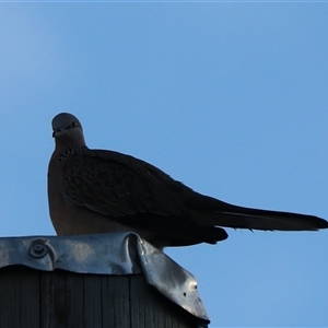 Spilopelia chinensis (Spotted Dove) at Cairns City, QLD - 12 Jun 2025 by Rixon