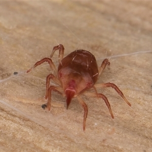 Bdellidae sp. (family) (Unidentified Snout Mite) at Melba, ACT - 11 Jun 2025 by kasiaaus