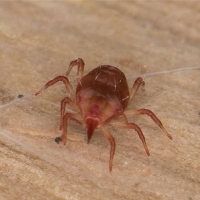 Bdellidae sp. (family) (Unidentified Snout Mite) at Melba, ACT - 11 Jun 2025 by kasiaaus