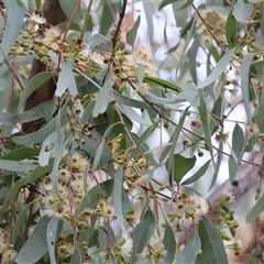 Eucalyptus bridgesiana at West Wodonga, VIC - 11 Jun 2025 by KylieWaldon